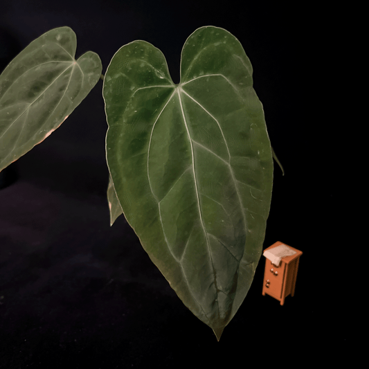 Anthurium Fort Sherman