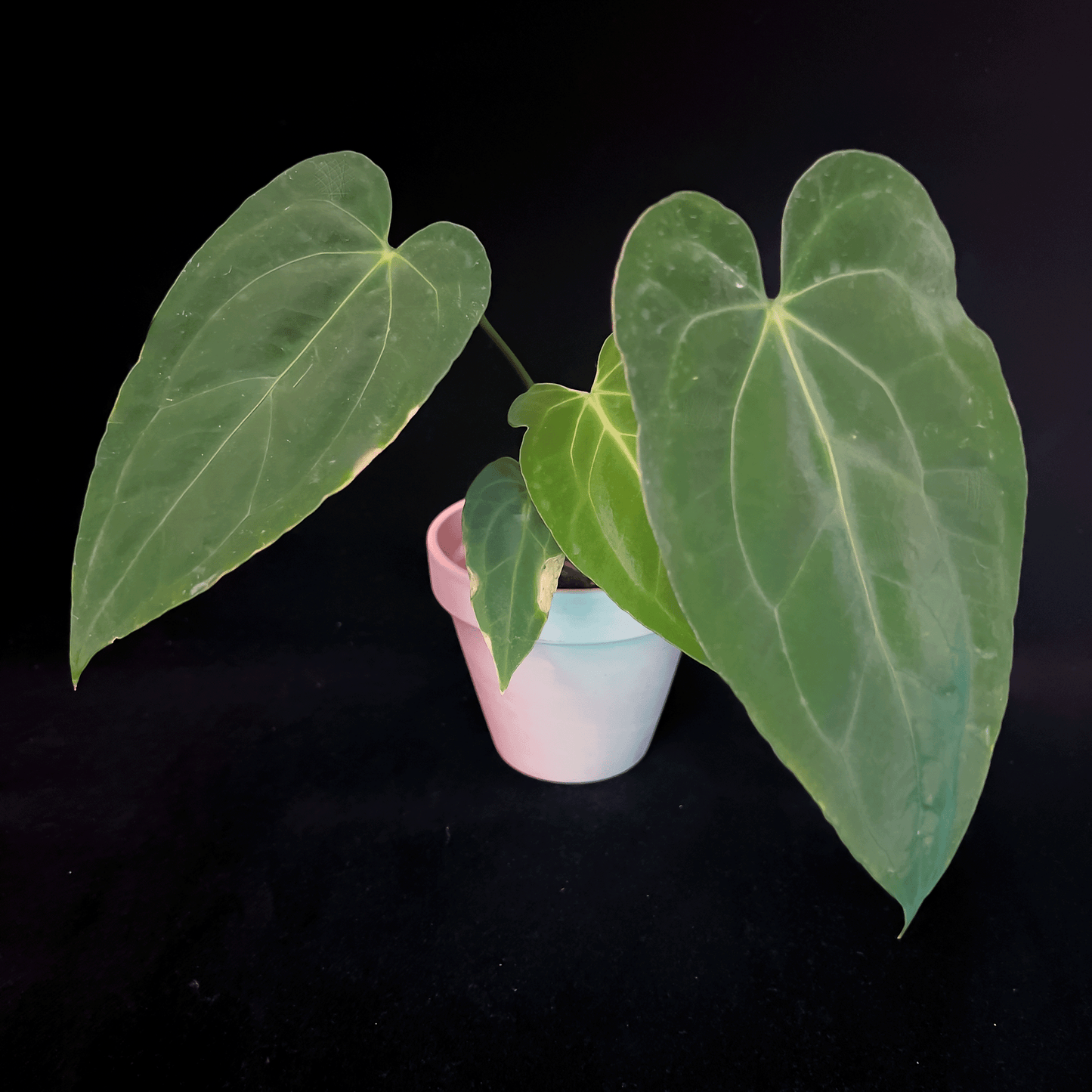 Anthurium Fort Sherman