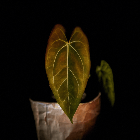 Anthurium Fort Sherman x Dark Phoenix