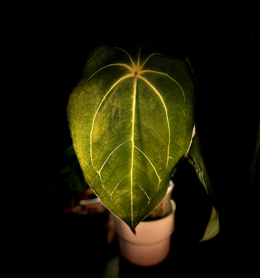 Anthurium Red Spider