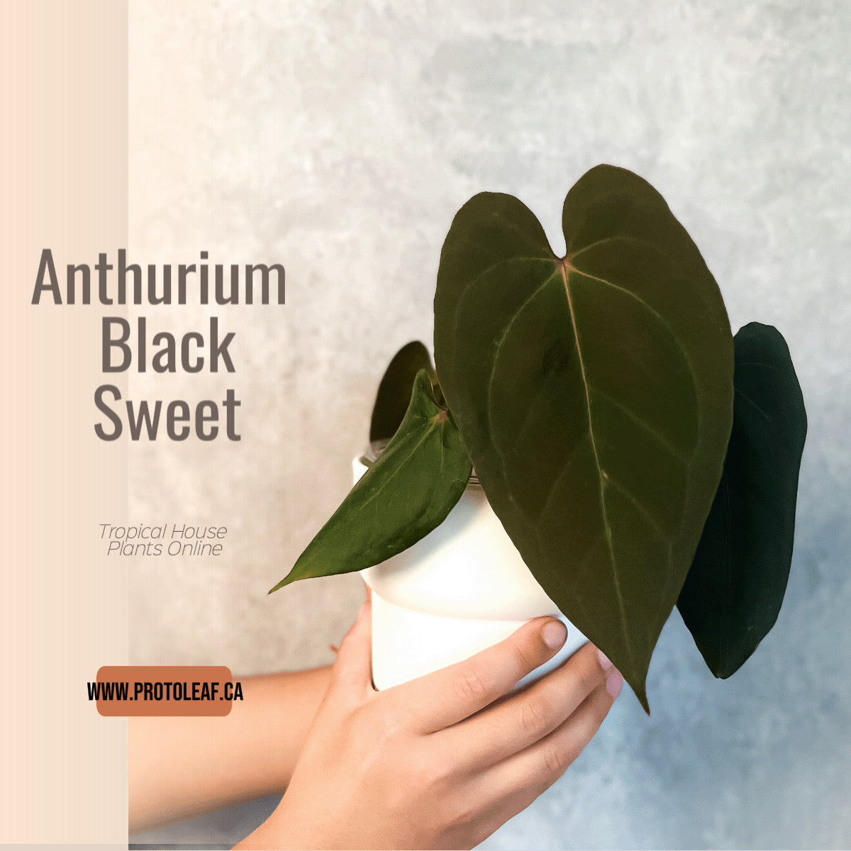 Anthurium Black Sweet