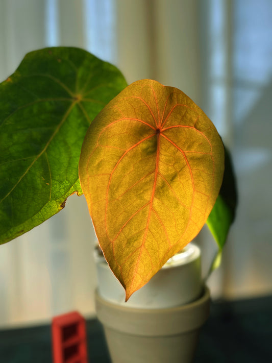 Anthurium Red Spider