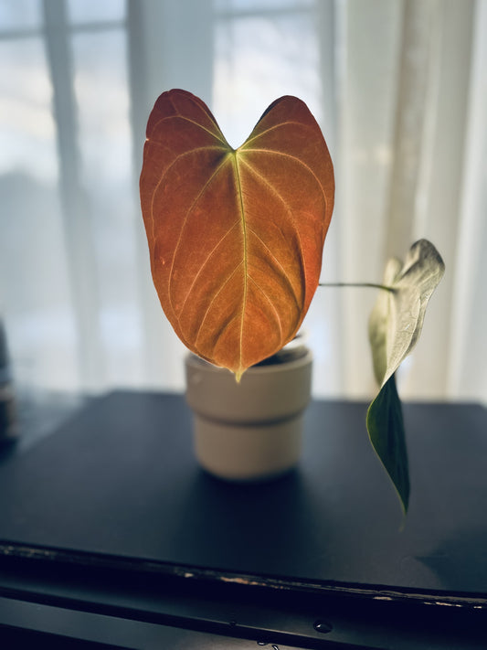 Anthurium Dark Phoenix