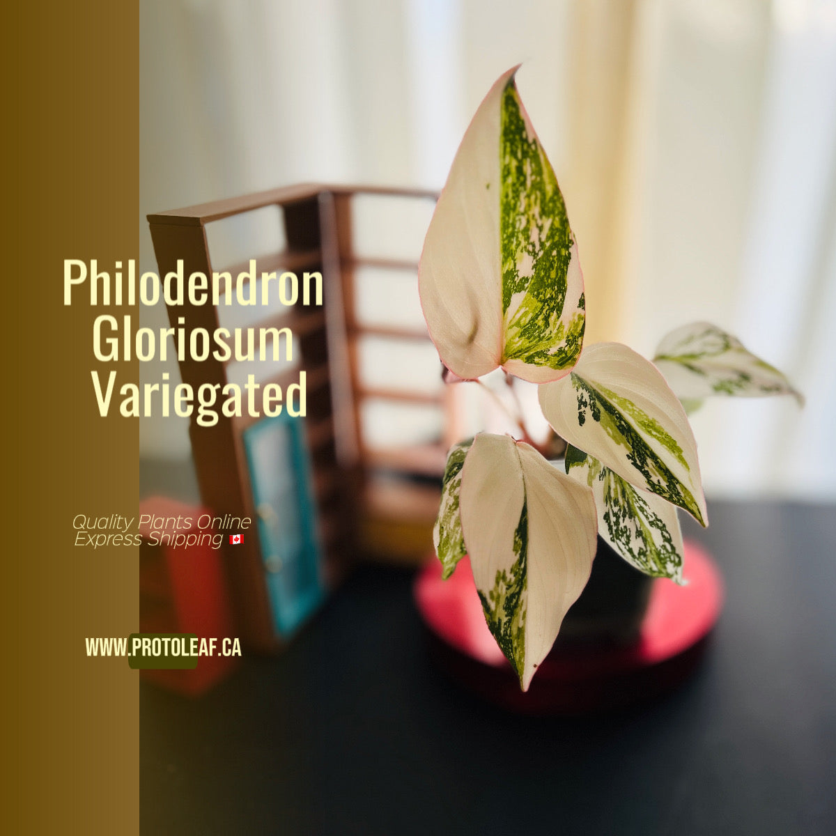 Philodendron Gloriosum Variegated