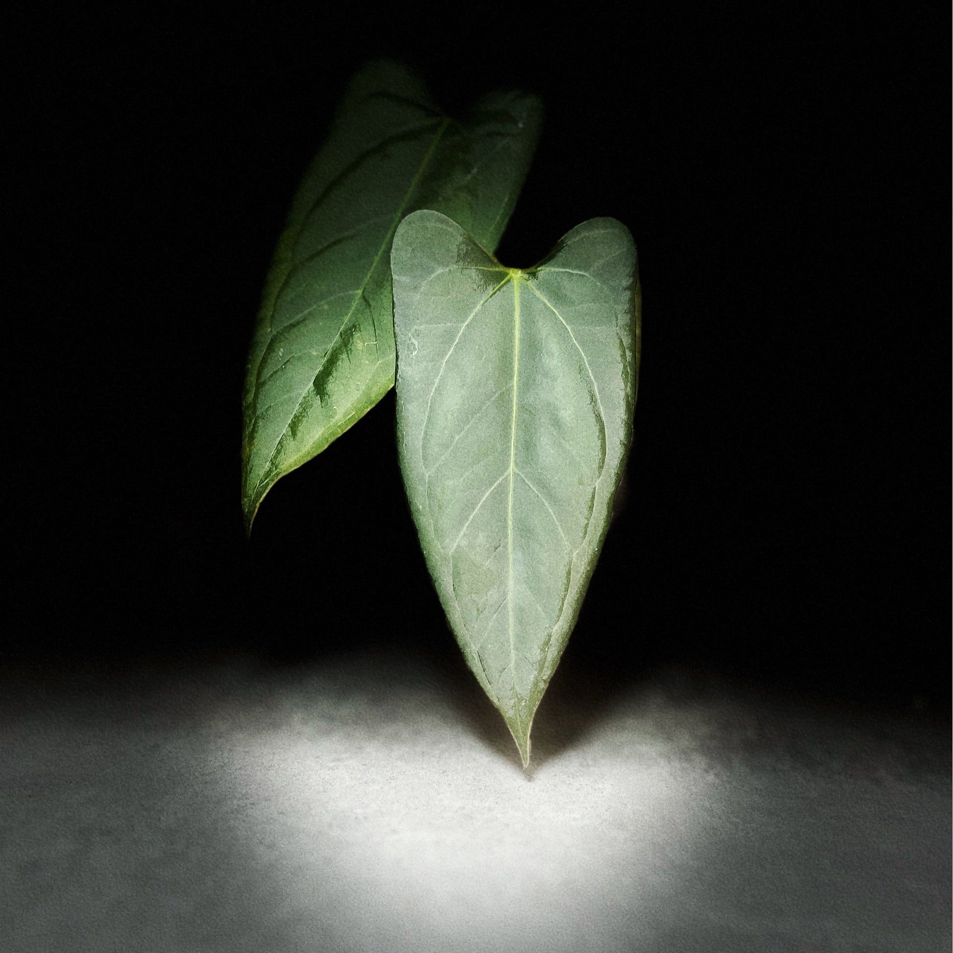 Anthurium Blacksweet x Portillae