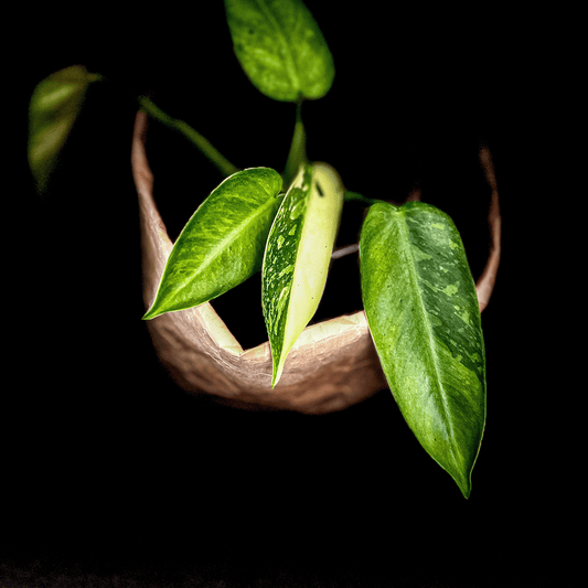 Philodendron Jose Buono