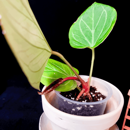 Anthurium King of Spades (KOS)