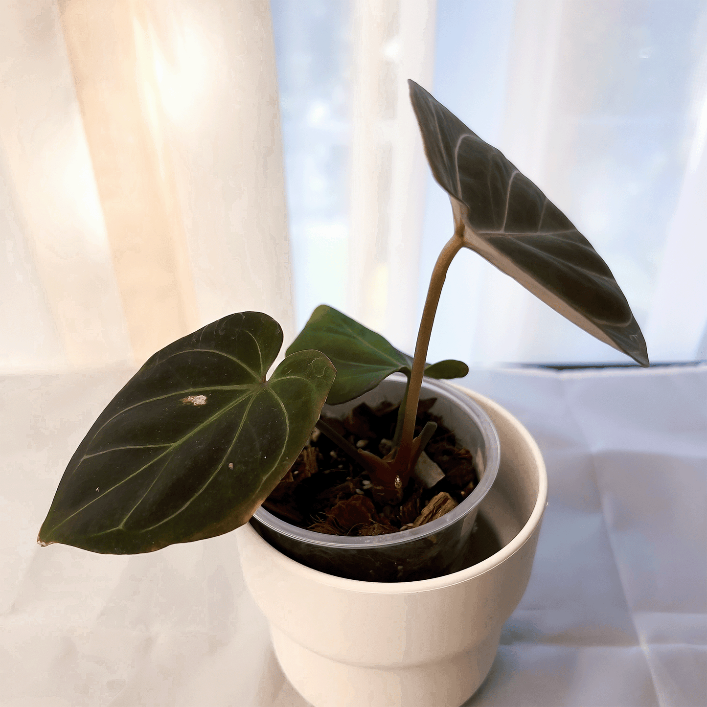 Anthurium King of Spades (KOS)