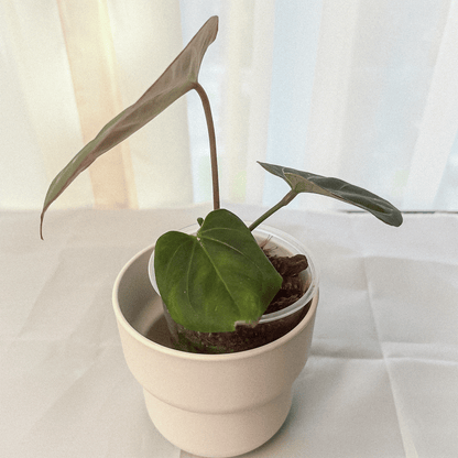 Anthurium King of Spades (KOS)