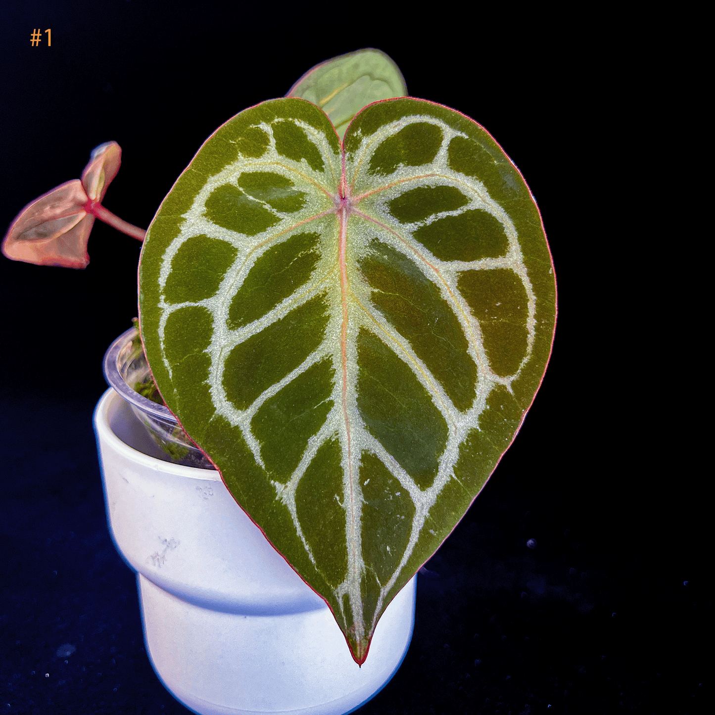 Anthurium King Of Spades x Red Crystallinum, by Mr, HU - #1 | LxW: 5x4