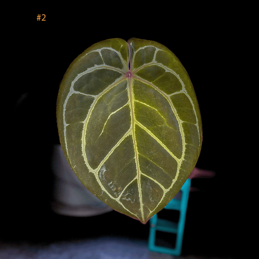 Anthurium King Of Spades x Red Crystallinum- protoleaf.ca