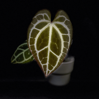 Anthurium King Crystallinum, Crystallinum Minahasa