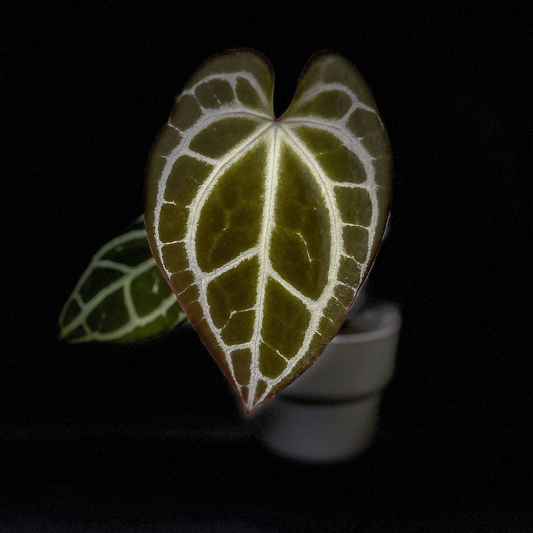 Anthurium King Crystallinum, Crystallinum Minahasa