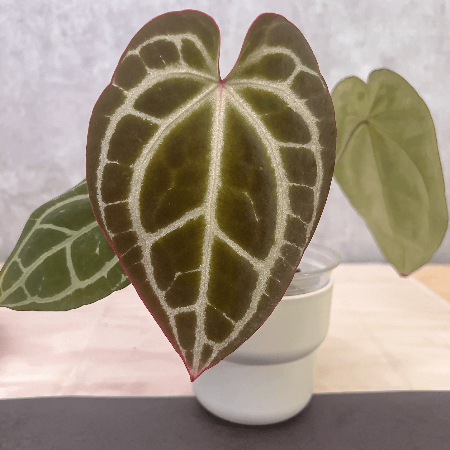 Anthurium King Crystallinum, Crystallinum Minahasa