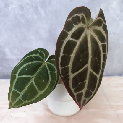 Anthurium King Crystallinum, Crystallinum Minahasa