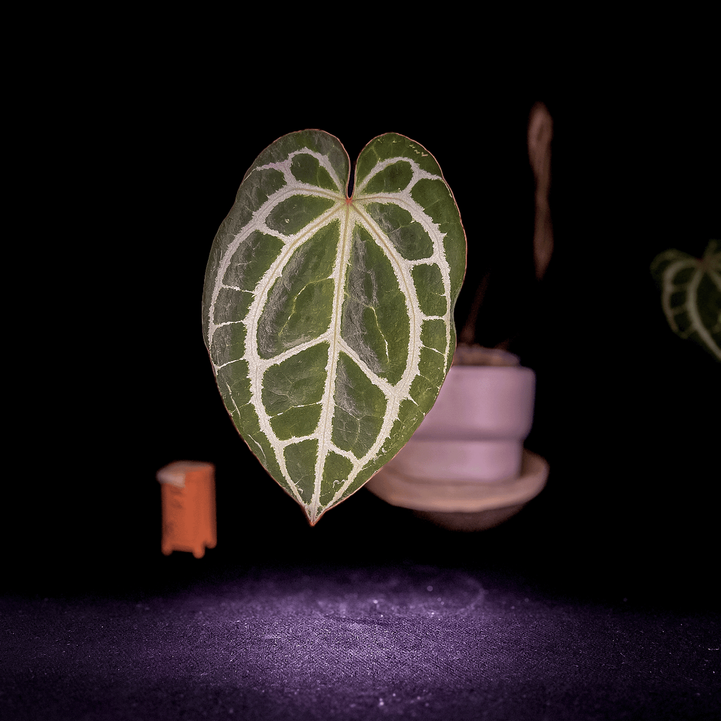 Anthurium King Crystallinum