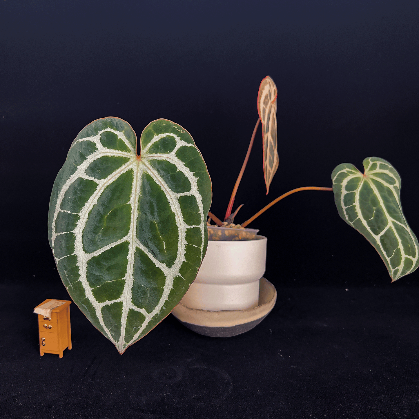 Anthurium King Crystallinum