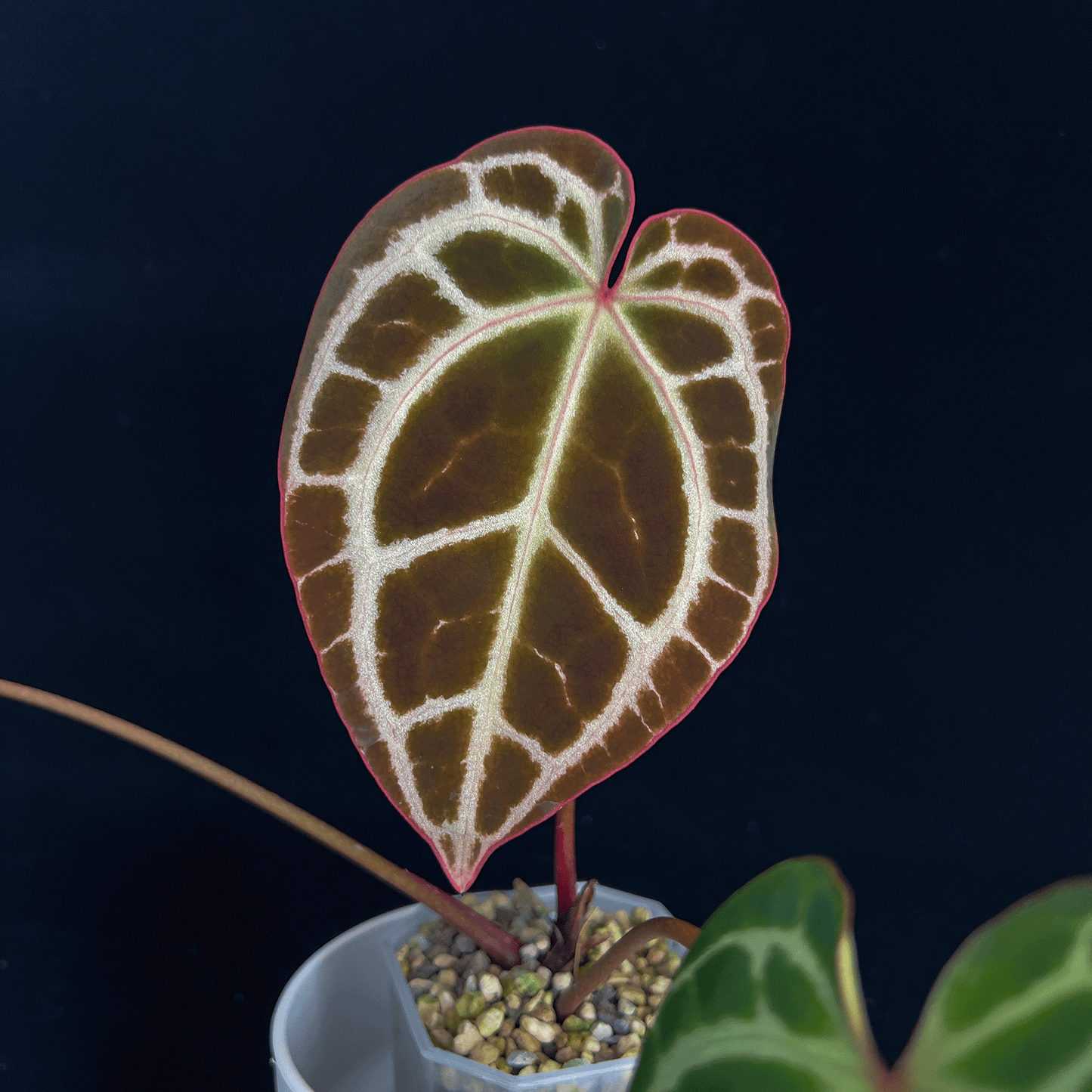 Anthurium King Crystallinum