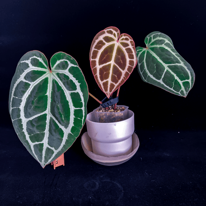 Anthurium King Crystallinum