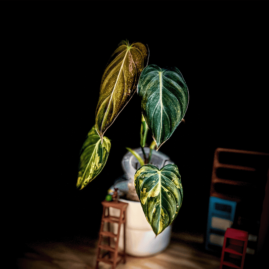 Philodendron Melanochrysum 