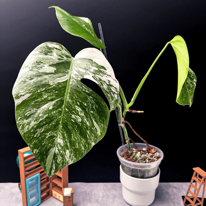 Monstera Deliciosa Albo Variegata