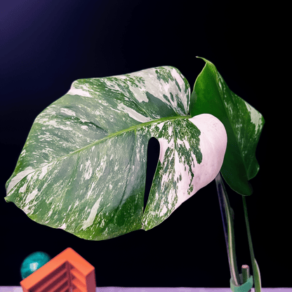 Monstera Deliciosa Albo Variegata