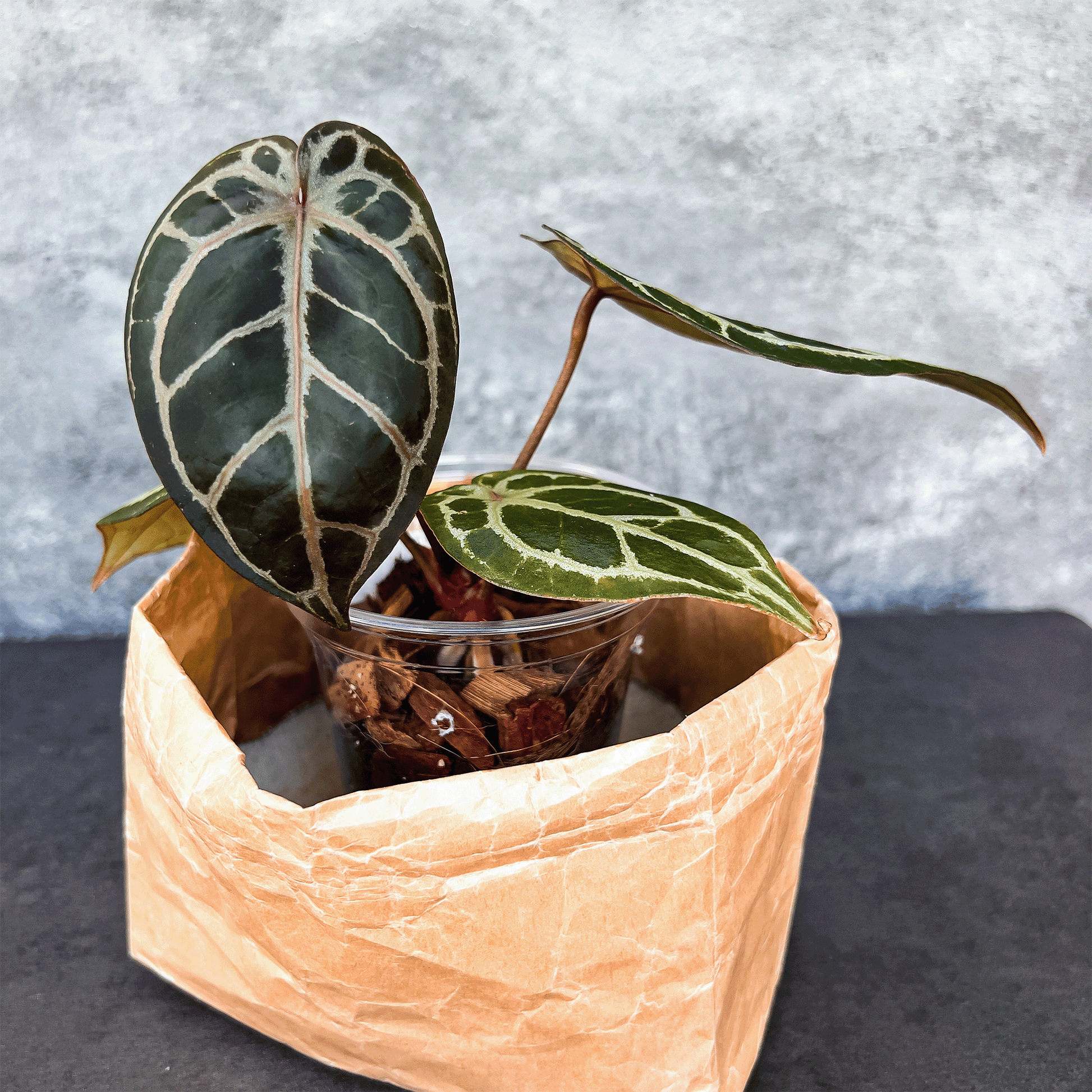Anthurium King Of Spades x Red Crystallinum, by Mr, HU