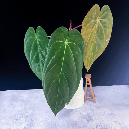 Anthurium Papillilaminum X1  x Darkest Panama