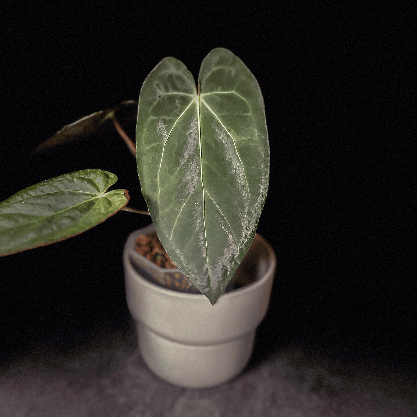 Anthurium Dark Phoenix x Papillilaminum Dark