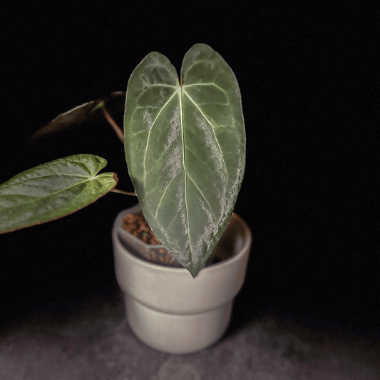 Anthurium Dark Phoenix x Papillilaminum Dark