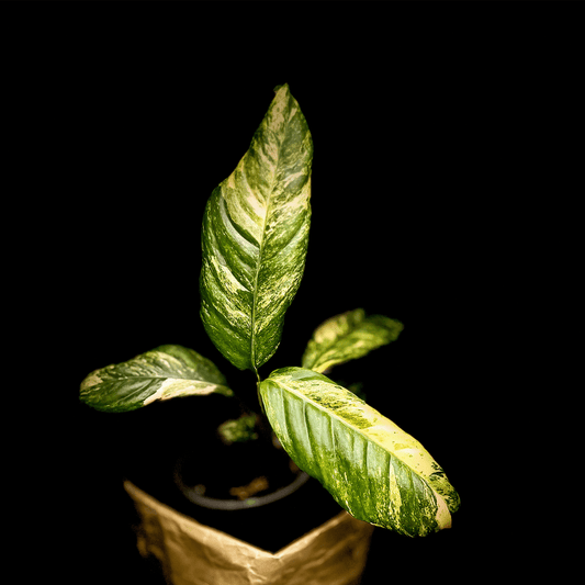 Rhaphidophora Puberula Variegated