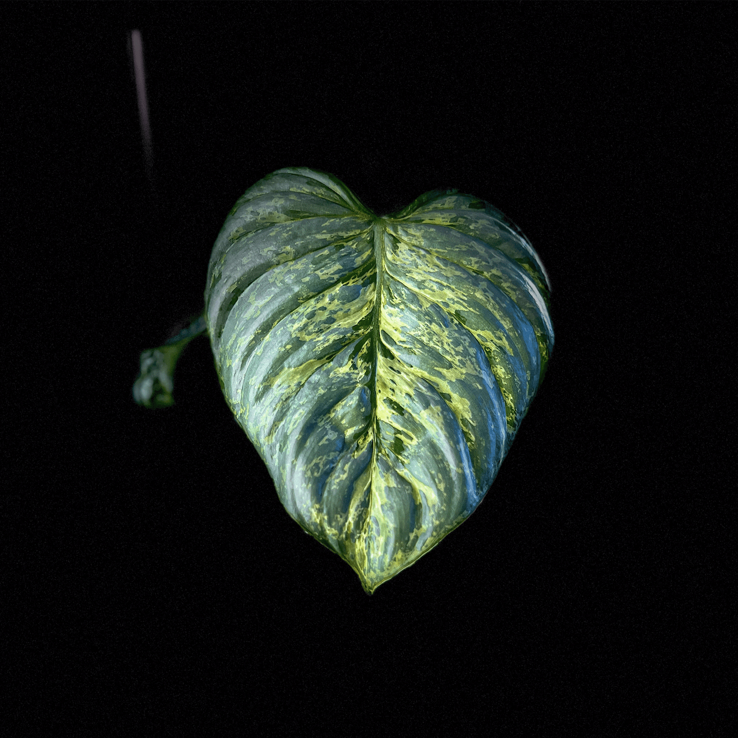 Philodendron Sodiroi Variegated