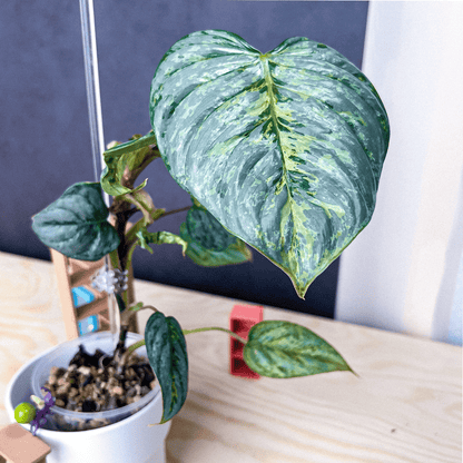 Philodendron Sodiroi Variegated