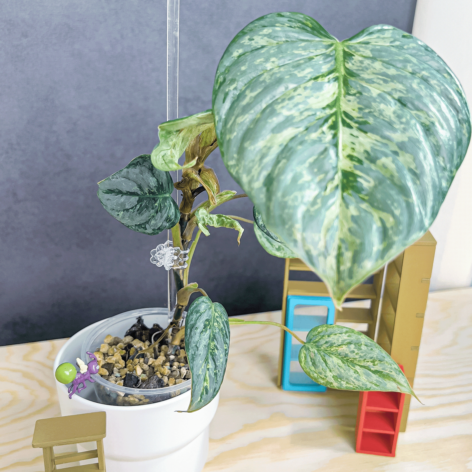 Philodendron Sodiroi Variegated