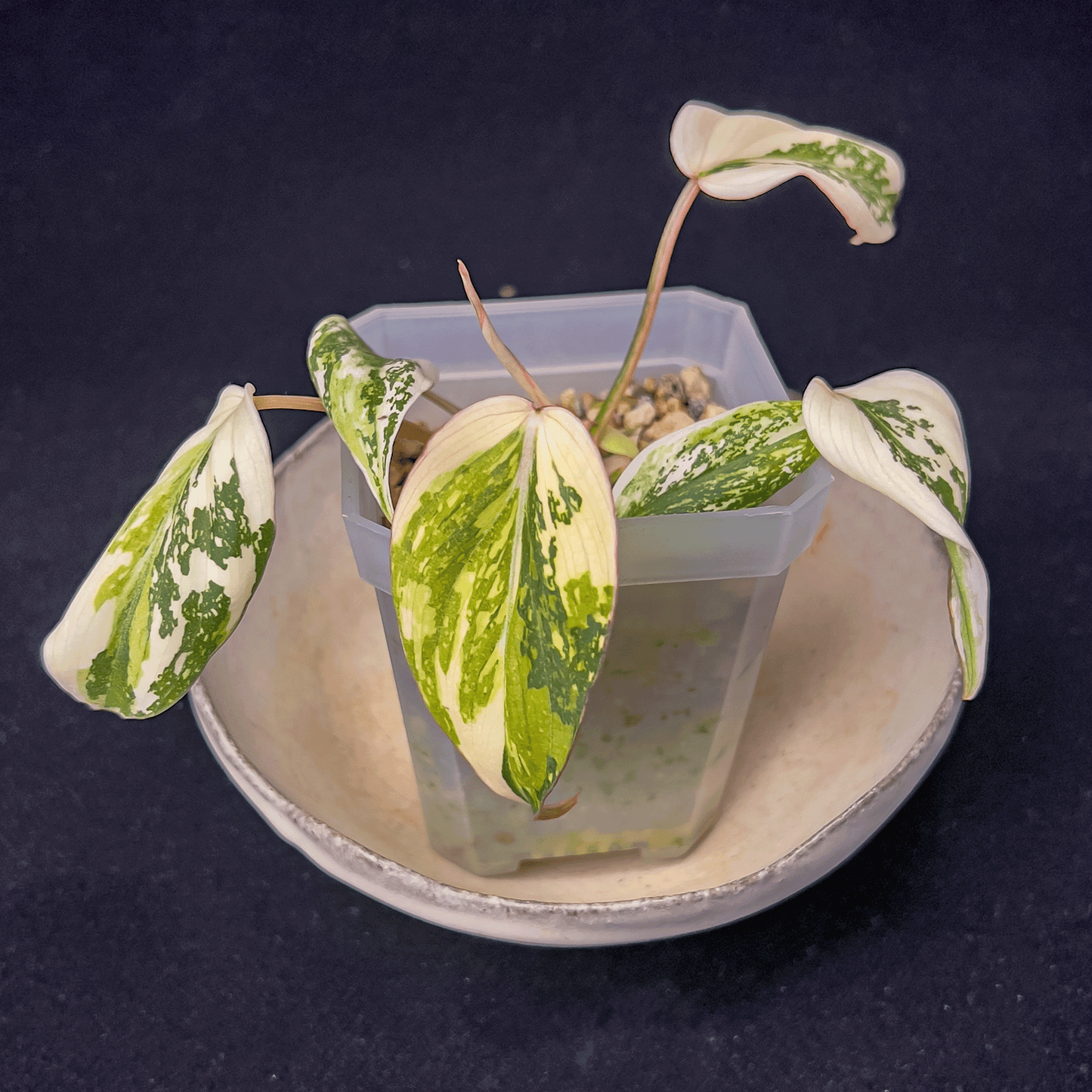 Philodendron Gloriosum Variegated-protoleaf