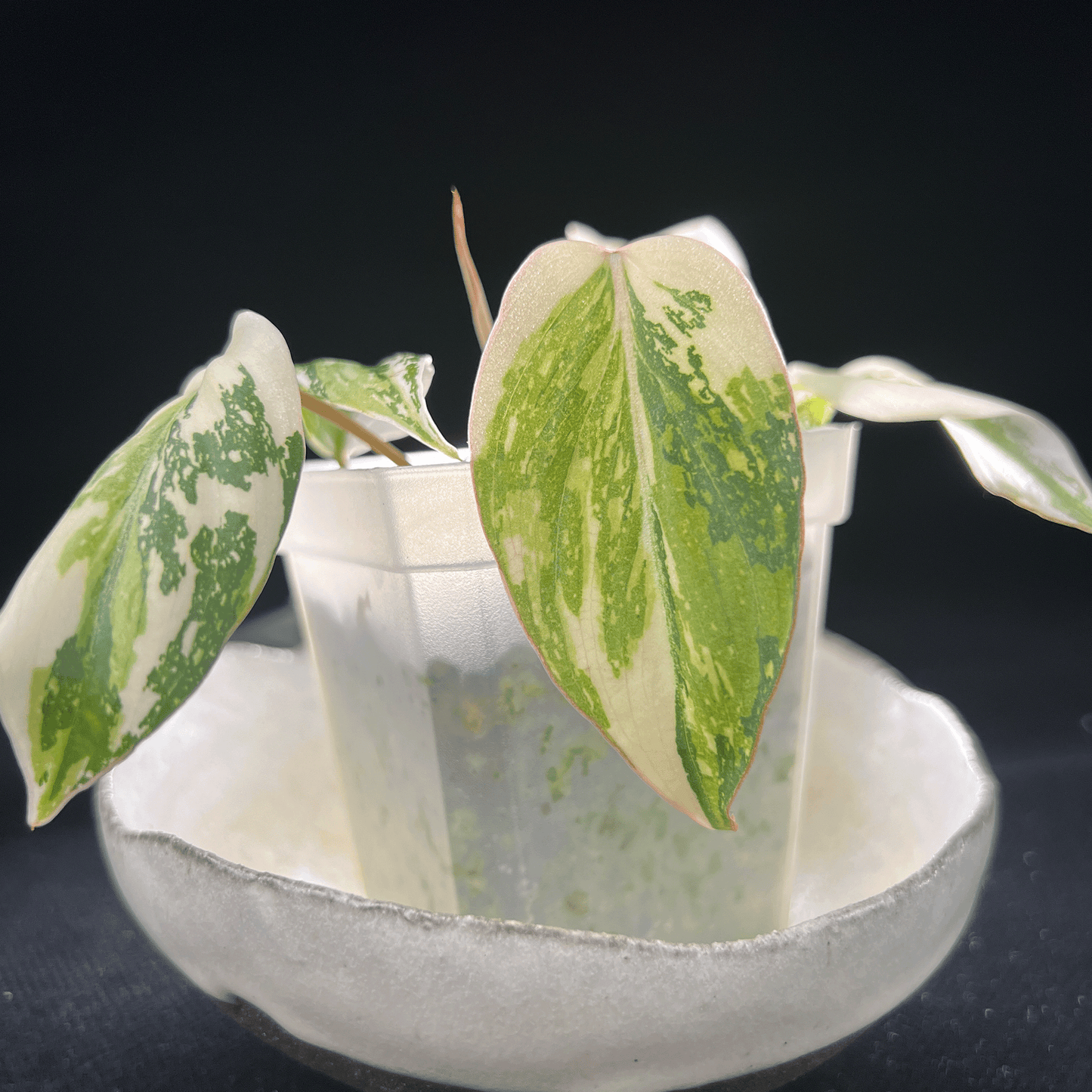 Philodendron Gloriosum Variegated-protoleaf.ca