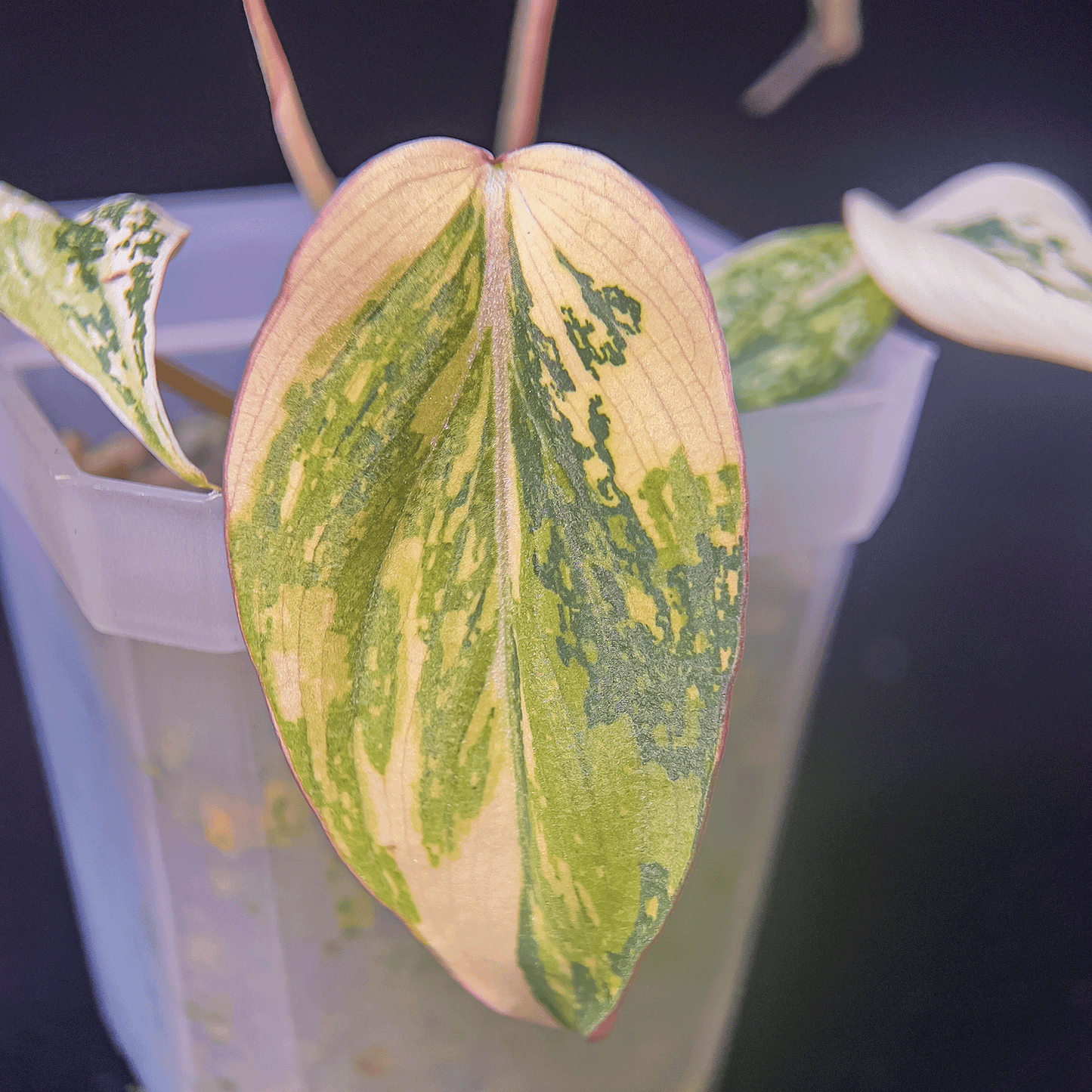 Philodendron Gloriosum Variegated-protoleaf.ca