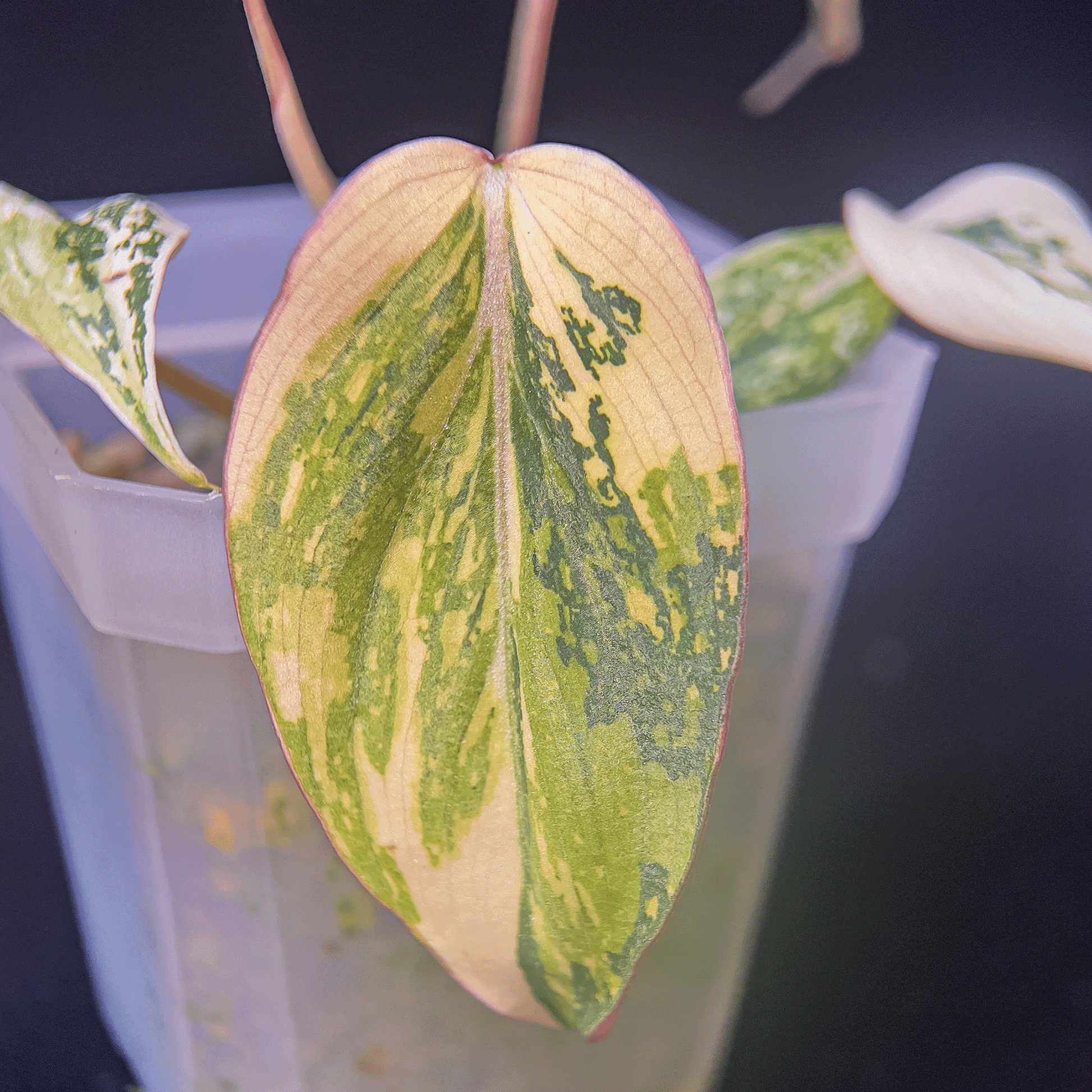 Philodendron Gloriosum Variegated-protoleaf.ca