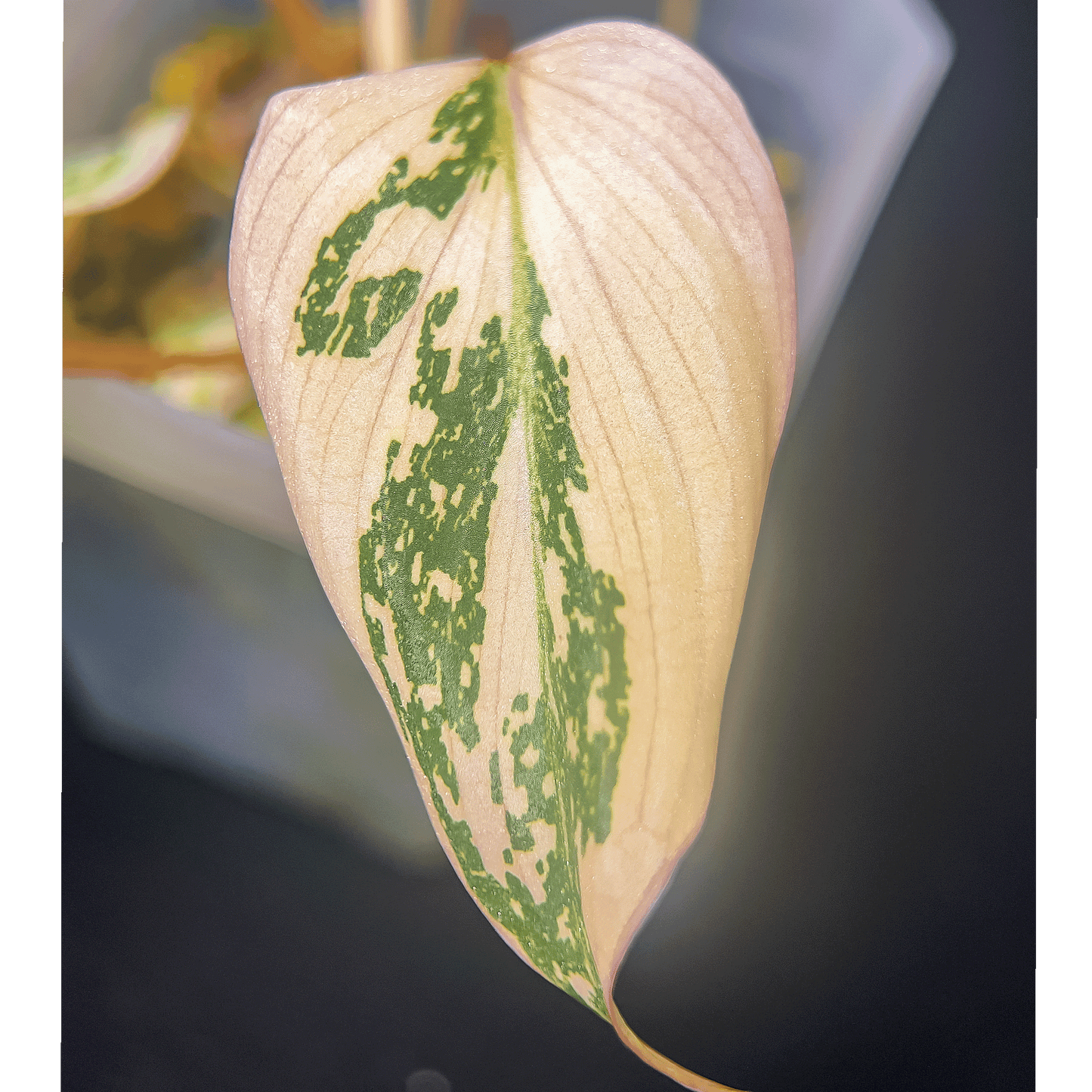 Philodendron Gloriosum Variegated-protoleaf.ca