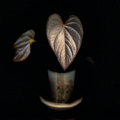 Anthurium Queen of Hearts