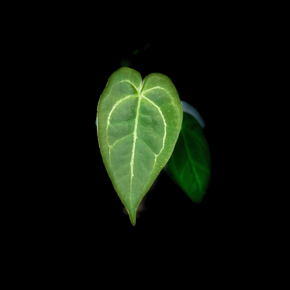 Anthurium Raven's Heart