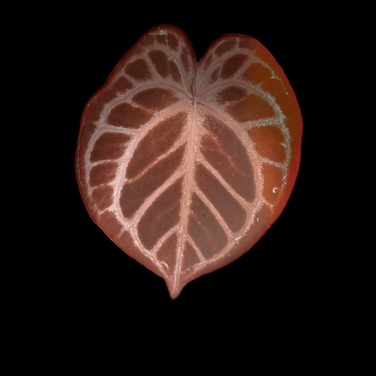 Anthurium Red Crystallinum