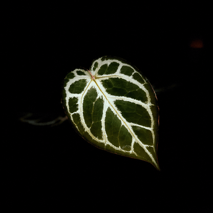 Anthurium Red Crystallinum