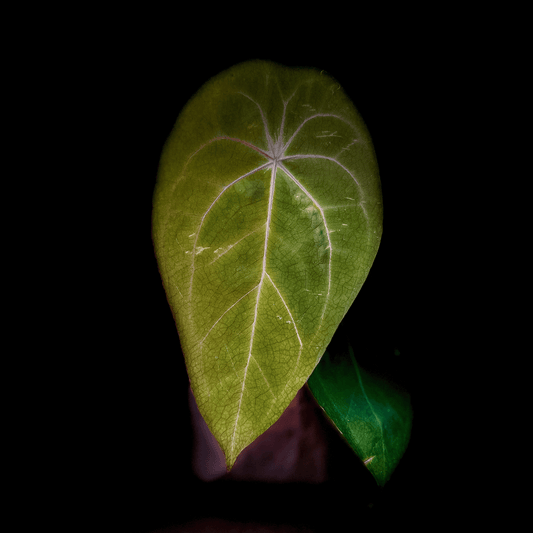 Anthurium Red Spider