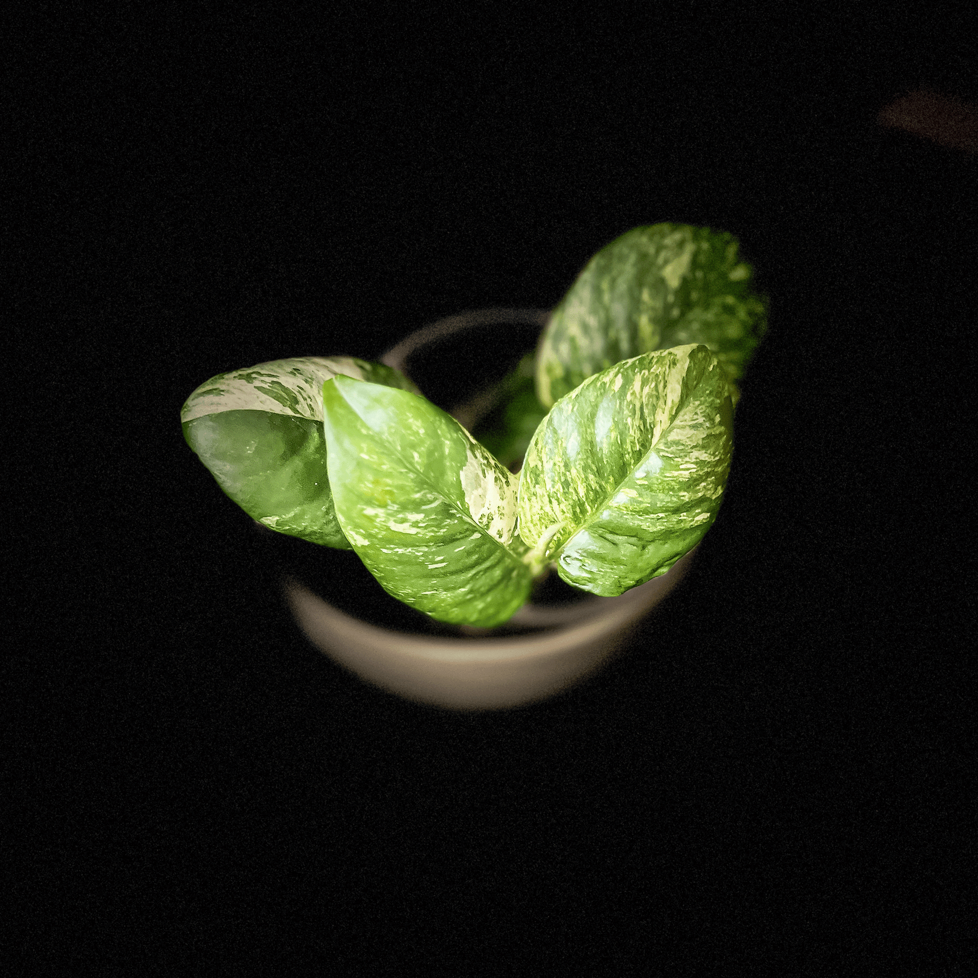 Rhaphidophora Puberula Variegated