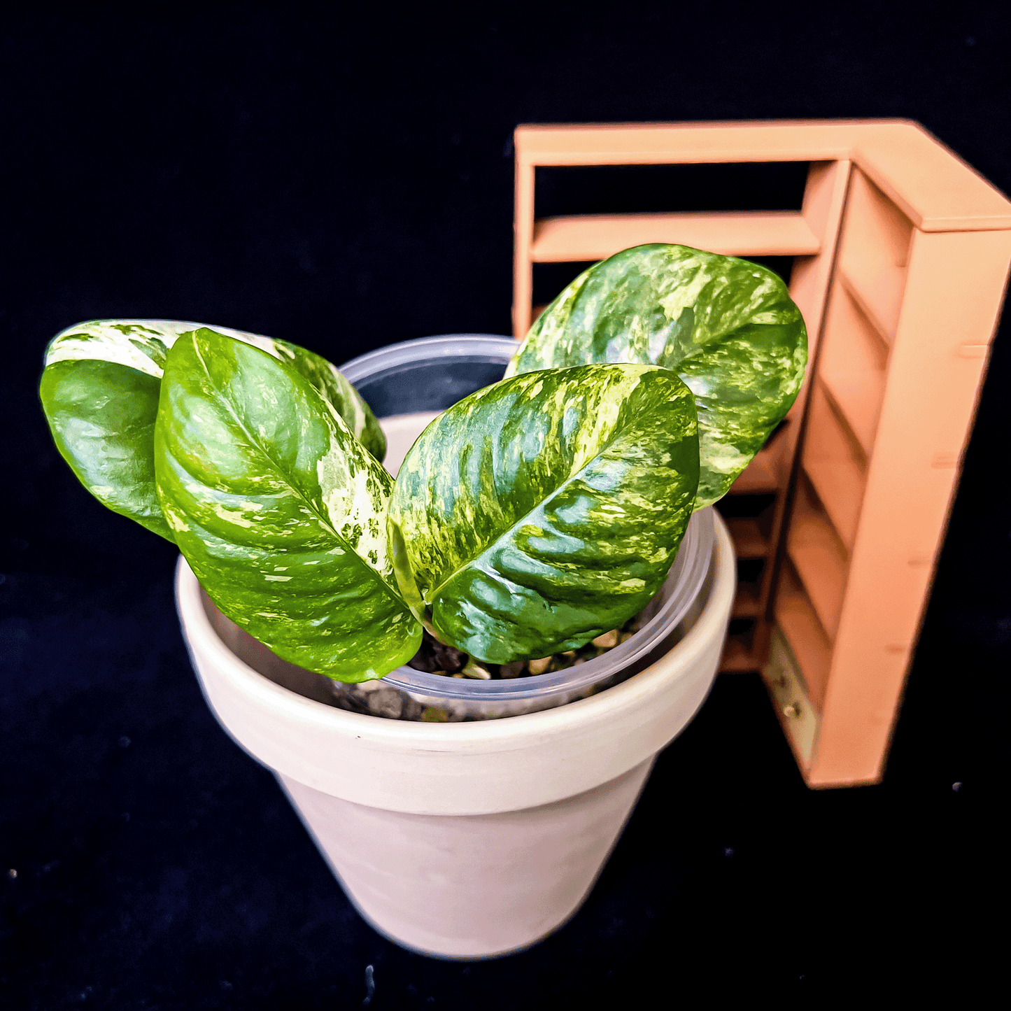 Rhaphidophora Puberula Variegated