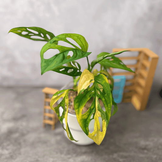 Flash Sale - Monstera Adansonii Aurea Variegated