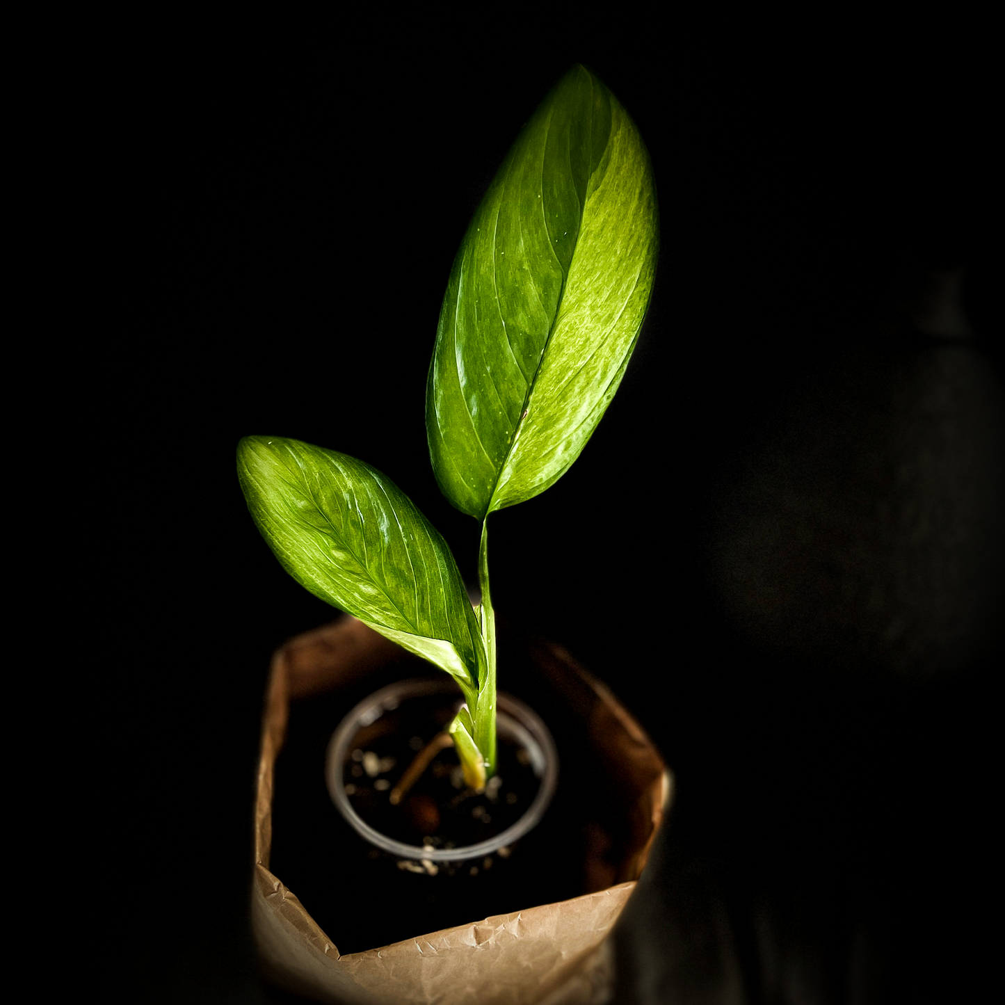 Scindapsus Perakensis Mint