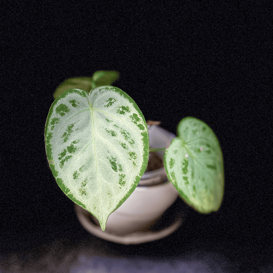 Anthurium Dorayaki Silver