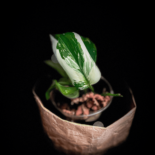 Scindapsus Treubii Moonlight Albo 